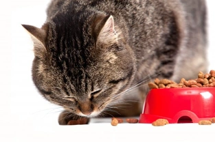 Cat Food - Feeding Wet Food versus Dry Food