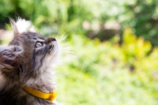 Common misconceptions about cats and the need for a collar