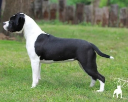 Le caratteristiche dell'American Staffordshire Terrier o Amstaff