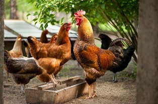 Worming Chickens - Worms and How They Affect Your Chicken's Health