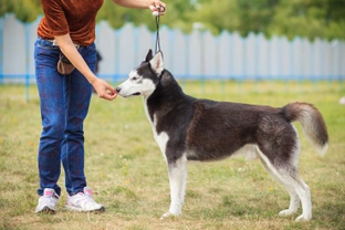 Training and managing a Siberian husky effectively