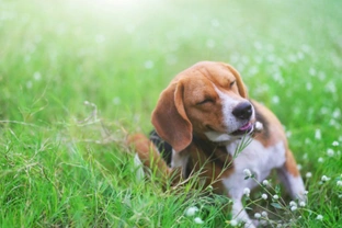 Are you in denial about dog fleas? Five dog flea myths that too many pet owners believe