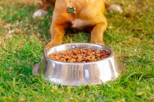 Why might your new dog refuse to eat when they come home?