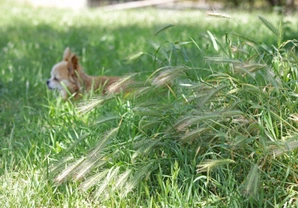 How meadow foxtail grass can pose a danger to dogs in summer
