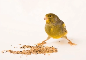 Guide to Bird Seed