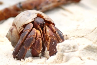 Keeping hermit crabs for beginners