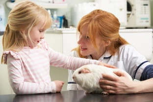What sort of veterinary care do Guinea pigs need?