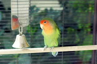 Keeping pet birds in a safe environment