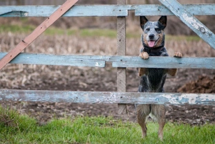 Five questions about cattle, dogs, and safety answered in depth