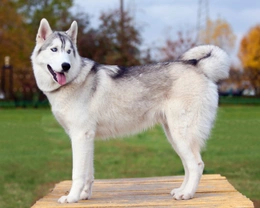 Dog Breeds With Double Coats