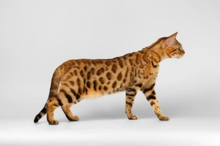 Is the Bengal cat breed becoming less popular in the UK?