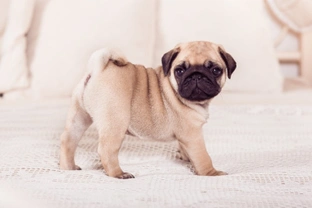 Thinking of buying a pug puppy? Read these essential articles first