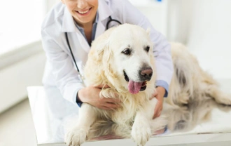 Can you Vaccinate a Pregnant Dog?
