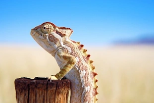 Nutritional & Respiratory Disorders in Reptiles