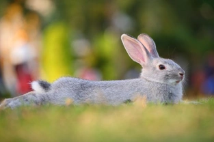 Caring for Your Rabbit During the Summer