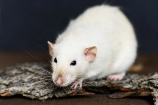 How rats communicate, and how to interpret it