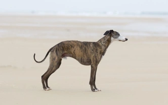What type of sighthound is right for you?