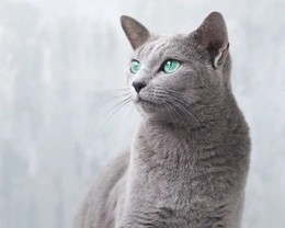 Blu di Russia, il gatto anallergico: curiosità