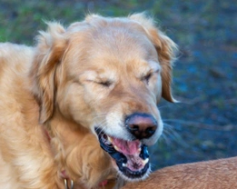 Why is my dog sneezing?