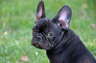 How to choose the right vet for your French bulldog