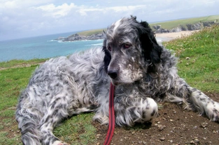 August in Cornwall with Your Dog - the Perfect Holiday Destination