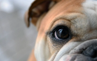 Anisocoria in dogs – a canine eye problem