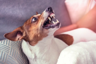 Agresivní pes, strach, nebo zanedbaná výchova?
