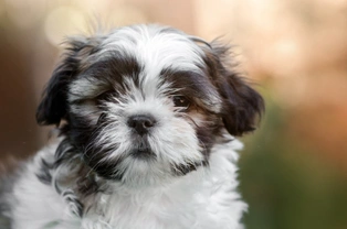 Are Shih tzus smart? Is your Shih tzu clever than most?