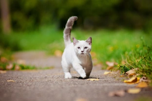 Munchkin Cats - What kitten buyers need to know about the Munchkin Cat Breed