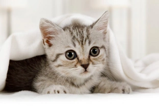 Ten topics you need to know about before you buy or adopt a kitten