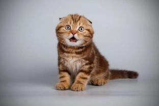 Ten things you need to know about the Scottish fold cat before you buy one