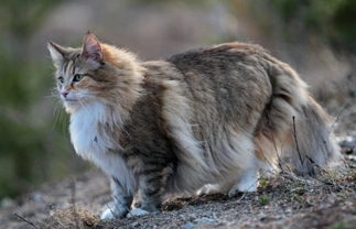 10 things you need to know about the Norwegian forest cat before you buy one