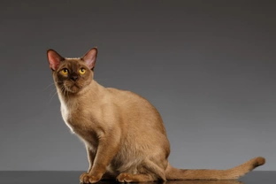 Ten Interesting Facts About Burmese Cats