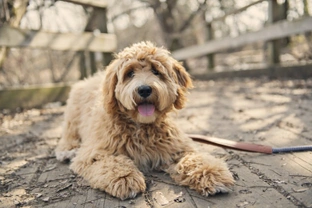 Ten things you need to know about Labradoodles before you buy one