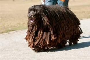 All about the Bergamasco dog breed’s unique coat