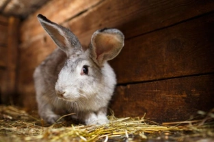 A hutch is not enough - Why rabbits should not be considered as an easy pet