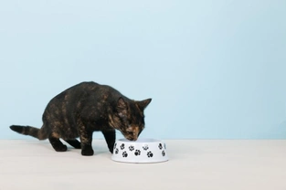 Is a Wet Food Diet Healthy For Your Cat?