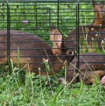 Getting a rabbit run - what to consider