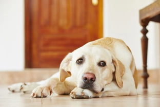 3 Smart Ways of Making Sure Your Pet is Happy When You're Not Around!