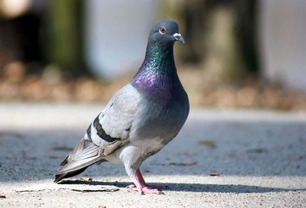 Racing pigeons – how to get started
