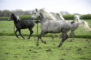 Treatment options for melanomas in grey horses