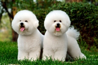 How to care for your Bichon Frise’s coat