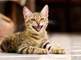 Ten Items You Need To Buy Before Getting A Kitten