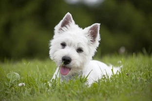 Ten things you need to know about the West Highland terrier before you buy one