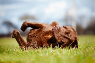 Why Do Dogs Love Rolling in Grass?