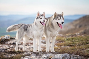 Is the Siberian husky falling in the popularity stakes?