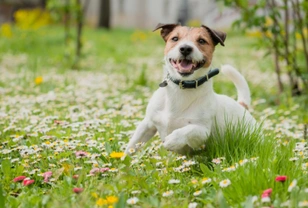 The five most common spring allergy triggers for dogs