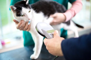 Microchipping for cats