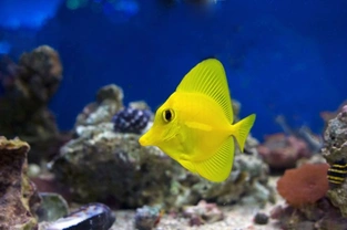 Keeping marine fish - is it as difficult as it seems?