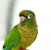 The Green Cheeked Conure